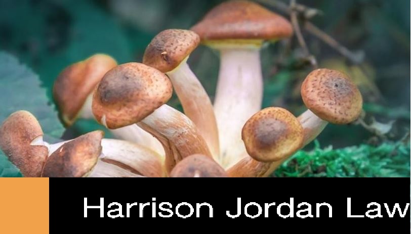 psilocybin licence harrisonjordanlaw